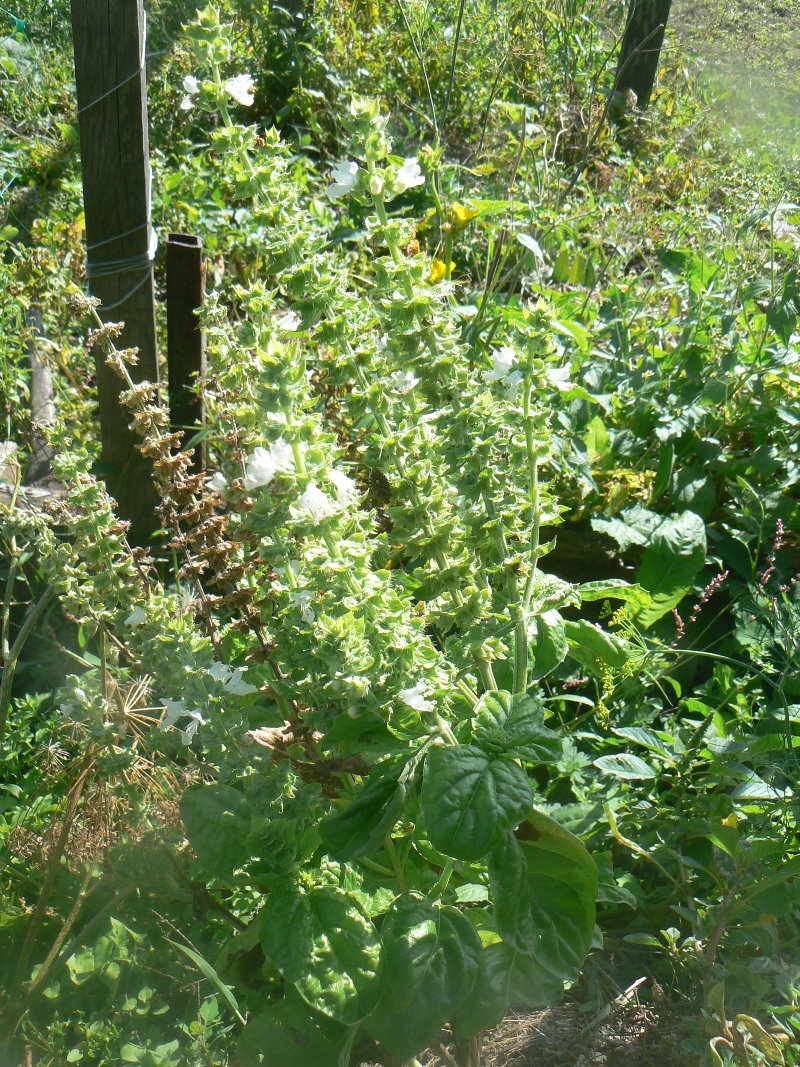 Image of genus Ocimum specimen.