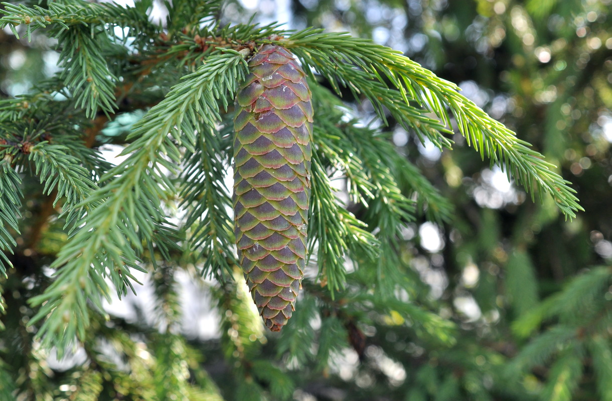 Изображение особи Picea obovata.