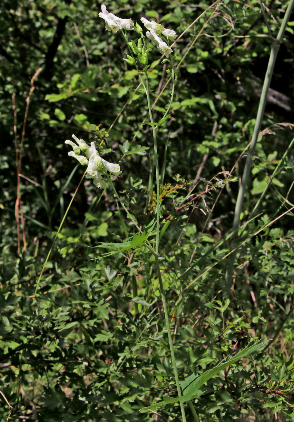 Изображение особи Aconitum lasiostomum.