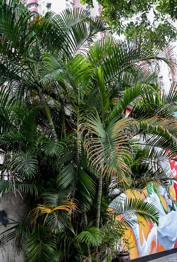 Image of Dypsis lutescens specimen.