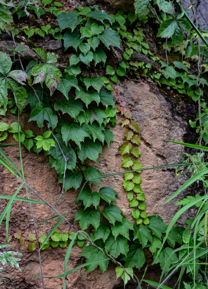 Изображение особи Parthenocissus tricuspidata.