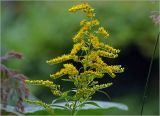 Solidago canadensis. Верхушка побега с соцветиями. Московская обл., Раменский р-н, окр. дер. Хрипань, садовый участок. 22.07.2024.