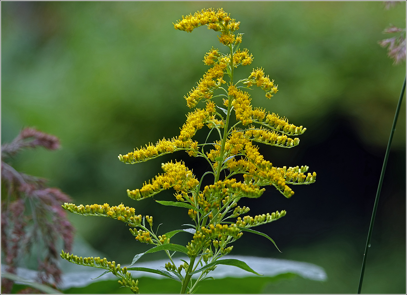 Изображение особи Solidago canadensis.