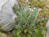 Oxytropis owerinii. Плодоносящее растение. Кабардино-Балкария, Черекский р-н, окр. с/п Верхняя Балкария, берег р. Псыгансу, ≈ 2100 м н.у.м., приречный луг. 31.07.2024.