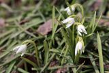 Galanthus nivalis. Цветущие растения 'Flore Pleno'. Томская обл., г. Томск, Академгородок, в культуре. 23.04.2023.