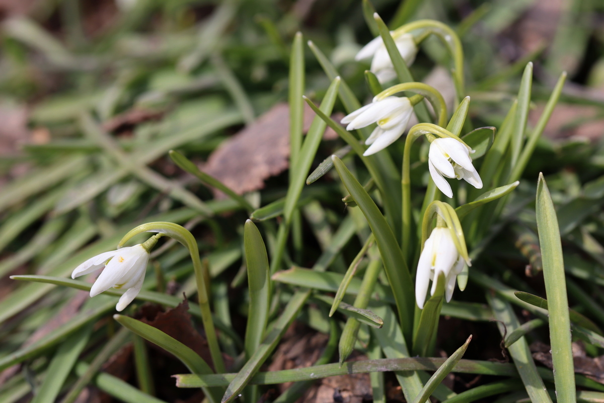 Изображение особи Galanthus nivalis.