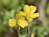 Смотреть изображение Oxalis dillenii