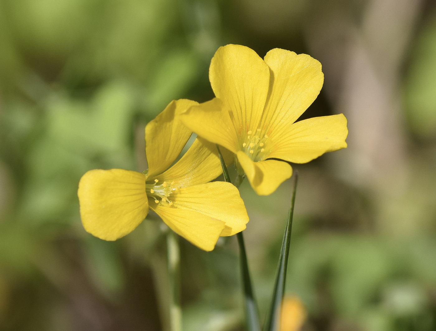 Изображение особи Oxalis dillenii.