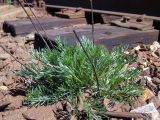 Смотреть изображение Artemisia campestris
