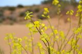 Смотреть изображение Erysimum canescens