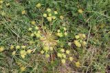 Chamaesciadium acaule