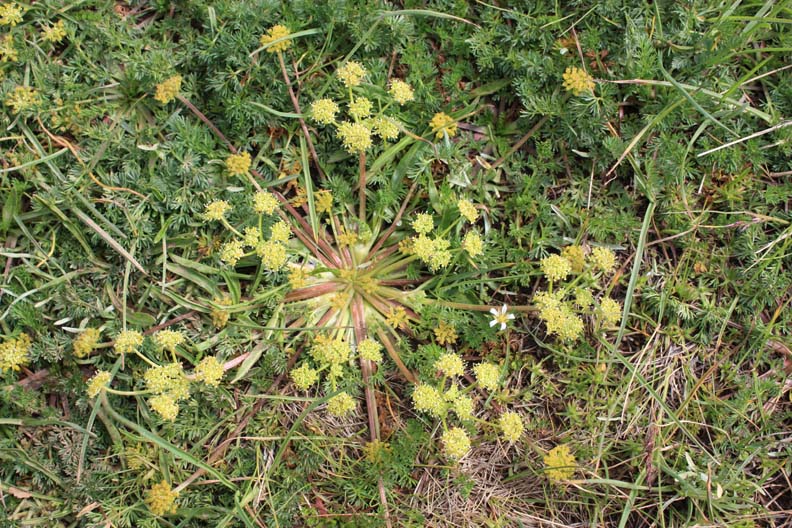 Image of Chamaesciadium acaule specimen.