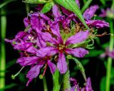 Смотреть изображение Lythrum salicaria