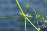 View full-size image Galium spurium