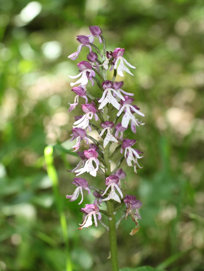 Изображение особи Orchis purpurea ssp. caucasica.