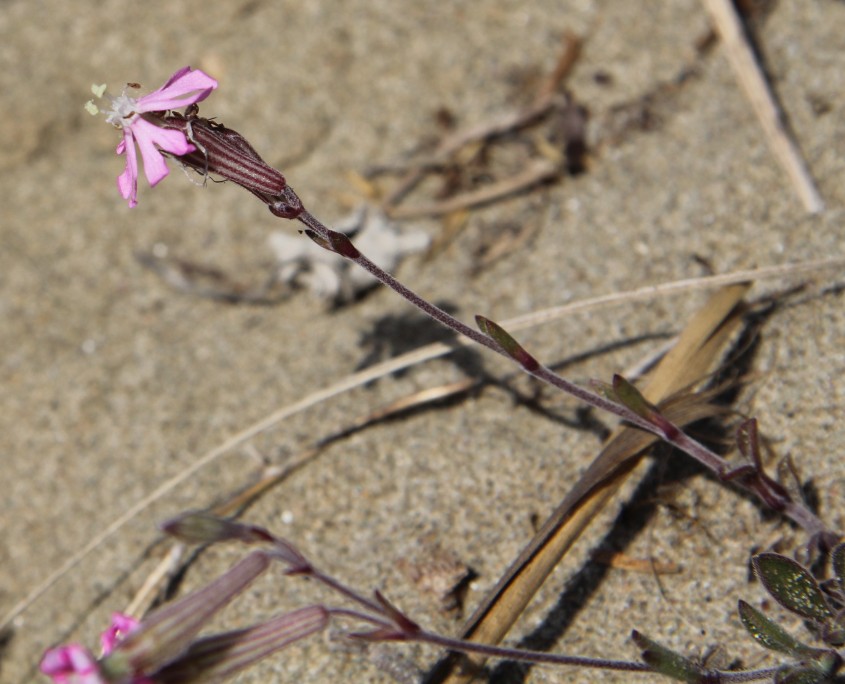 Image of Silene colorata specimen.