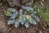 View full-size image genus Euphorbia