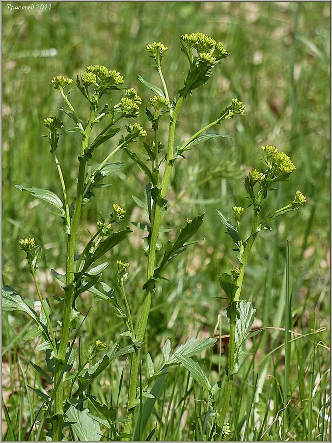 Image of Barbarea vulgaris specimen.