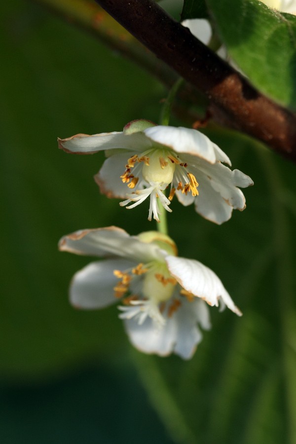 Изображение особи Actinidia kolomikta.