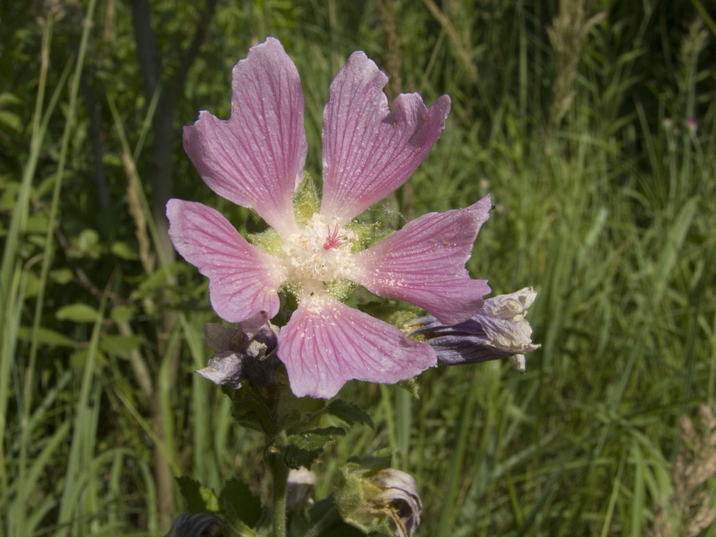 Image of Malva thuringiaca specimen.