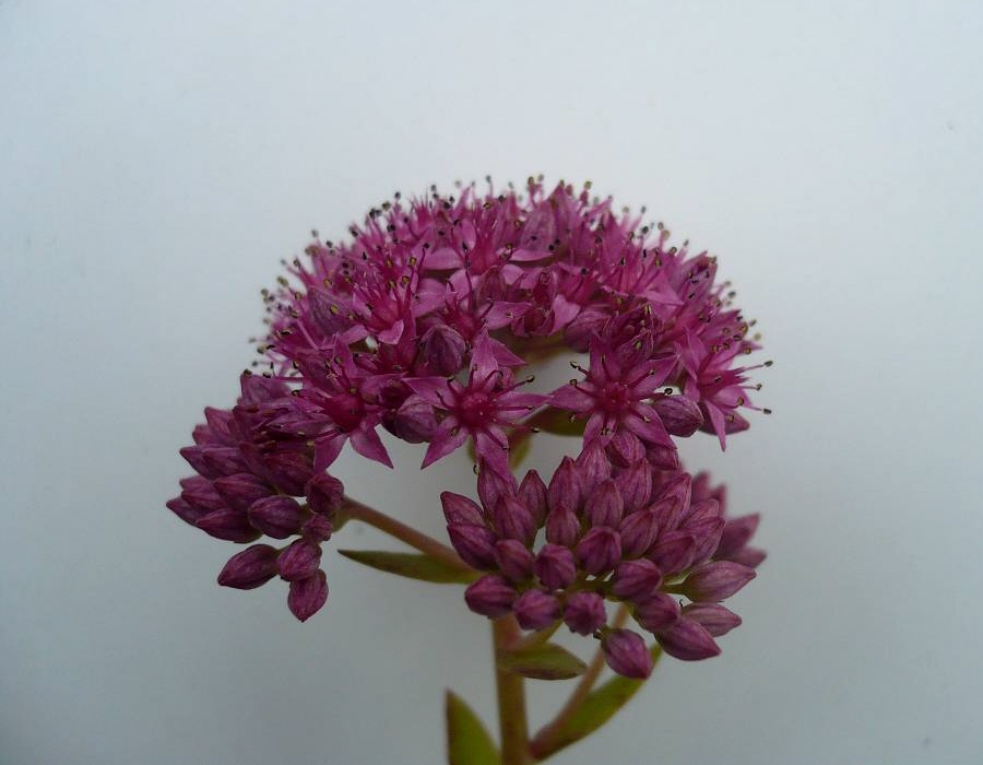 Image of Hylotelephium triphyllum specimen.