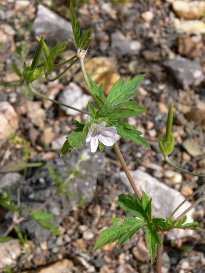 Image of Geranium sibiricum specimen.
