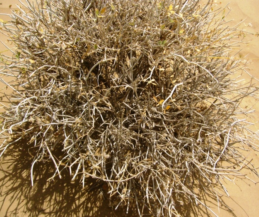 Изображение особи Astragalus paucijugus.