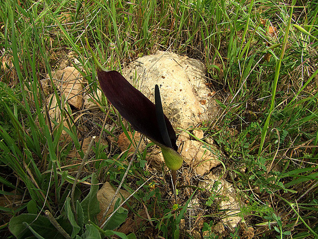 Изображение особи Arum palaestinum.