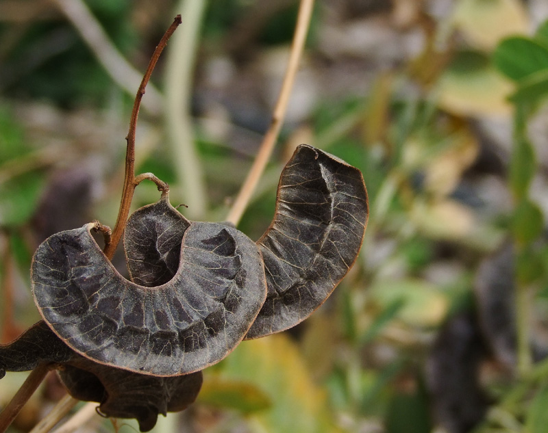 Image of Senna italica specimen.