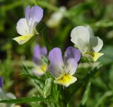 Viola tricolor. Цветки. Московская обл., Раменский р-н, окр. дер. Хрипань, опушка леса. 19.07.2003.