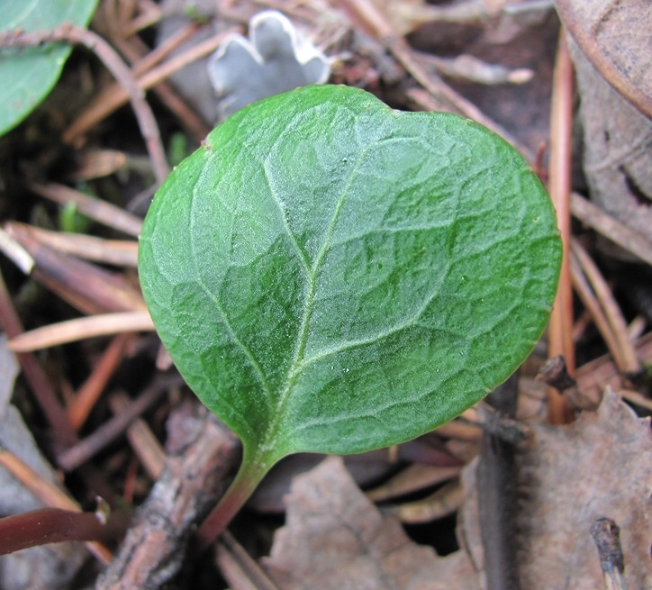 Image of Pyrola chlorantha specimen.