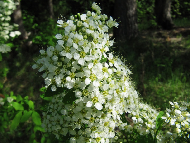 Image of Spiraea media specimen.