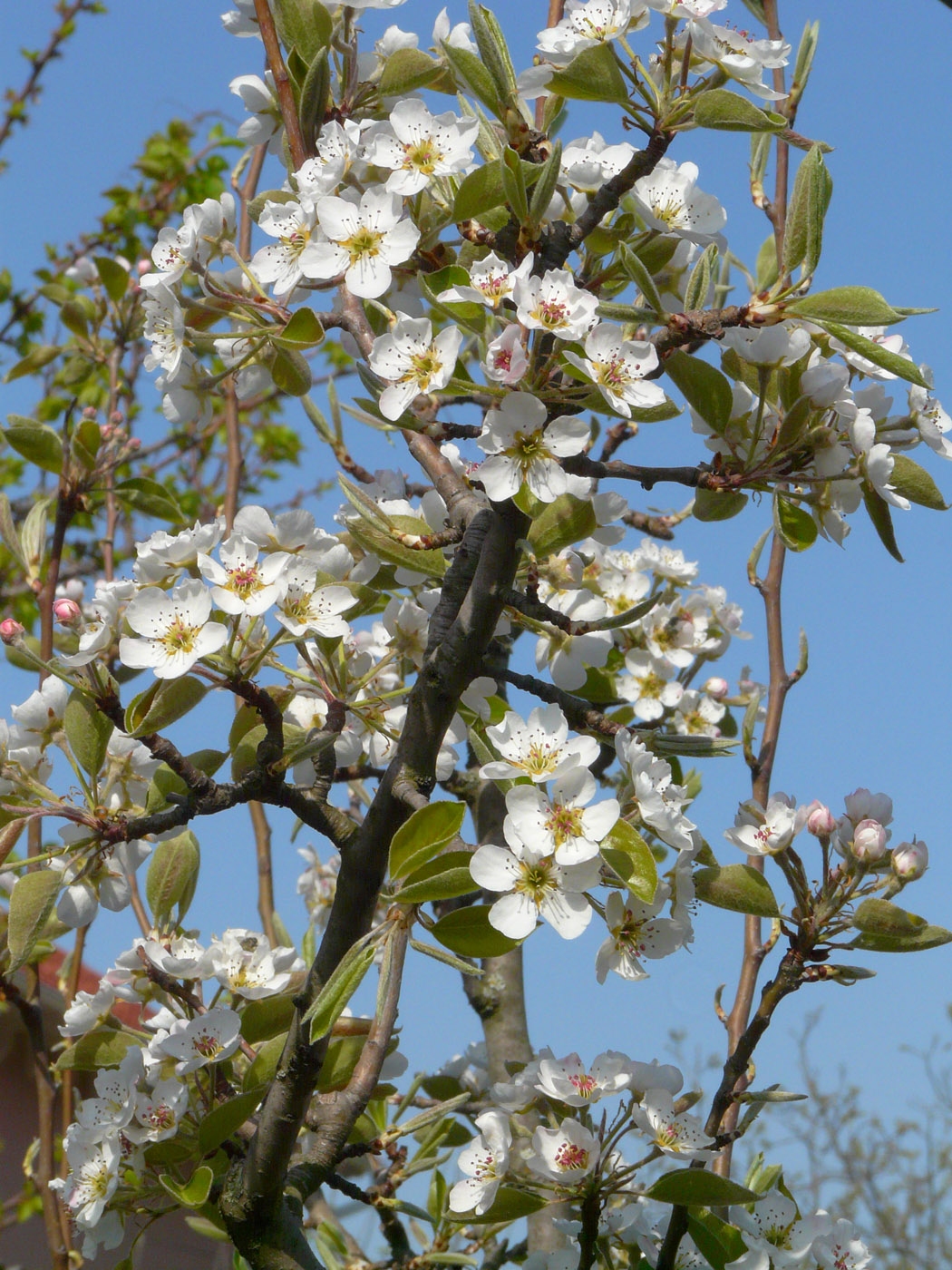 Image of Pyrus communis specimen.