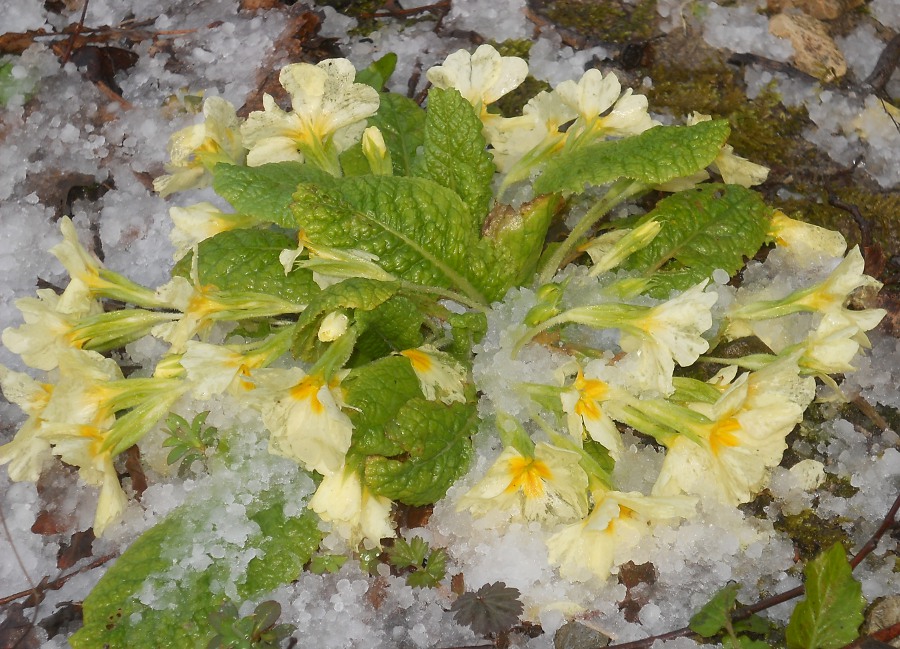 Изображение особи Primula vulgaris.