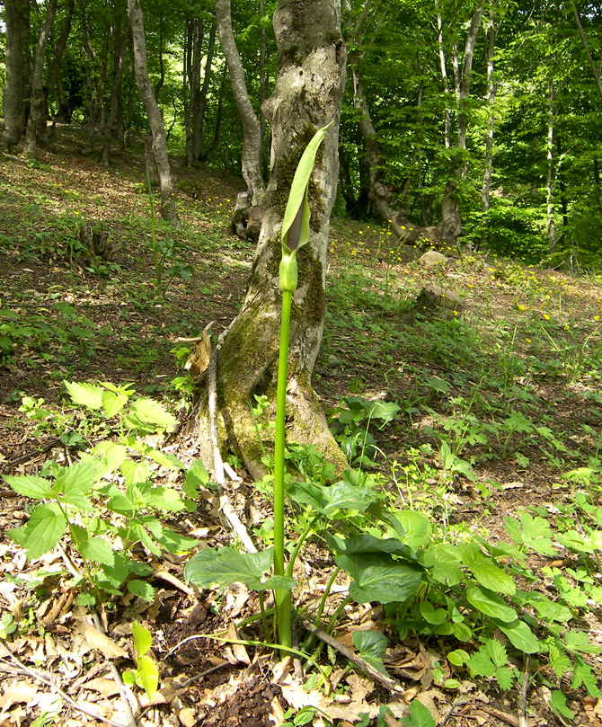 Image of Arum rupicola specimen.