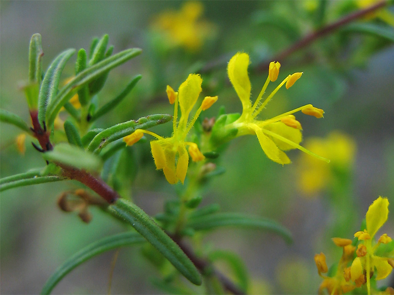 Image of Orthanthella lutea specimen.