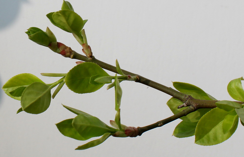 Изображение особи Euonymus fortunei.