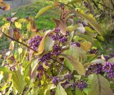 Callicarpa dichotoma