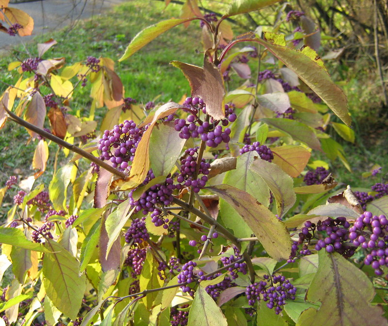 Image of Callicarpa dichotoma specimen.