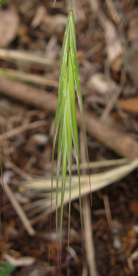 Изображение особи Anisantha sterilis.