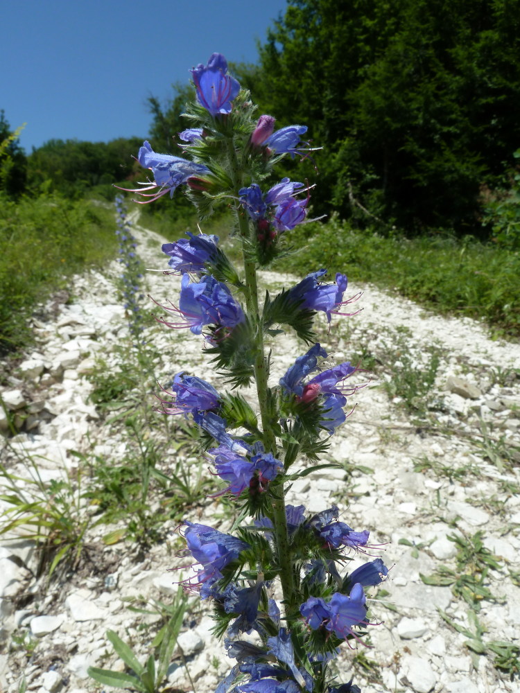 Изображение особи Echium vulgare.