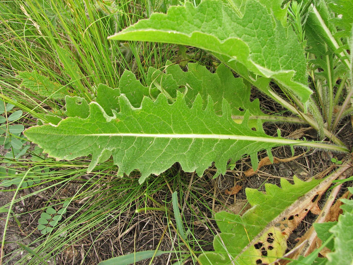 Image of Klasea erucifolia specimen.