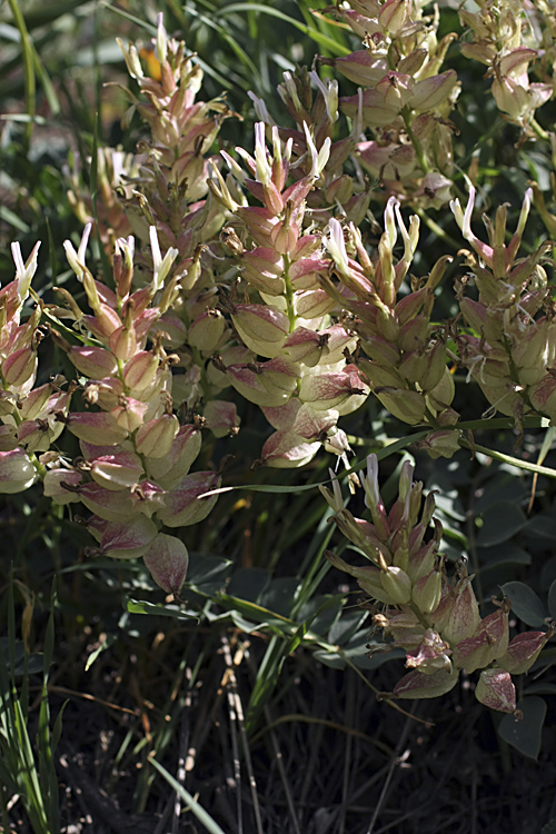 Image of Astragalus megalomerus specimen.