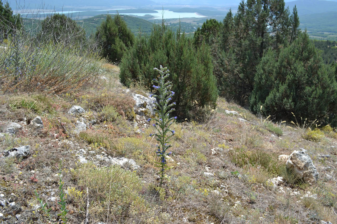 Image of Echium vulgare specimen.