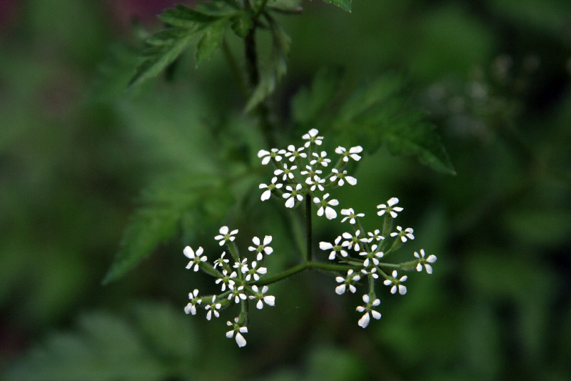 Изображение особи Physocaulis nodosus.