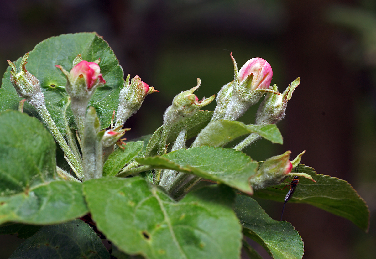 Изображение особи Malus domestica.