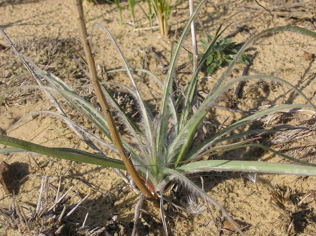 Изображение особи Scorzonera ensifolia.