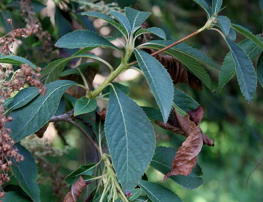 Image of Clethra barbinervis specimen.