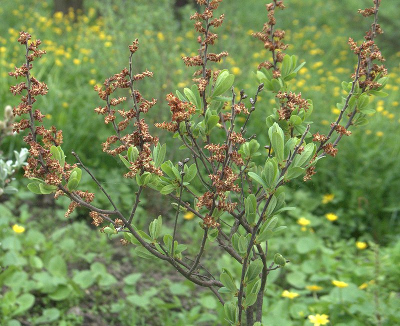 Image of Myrica tomentosa specimen.