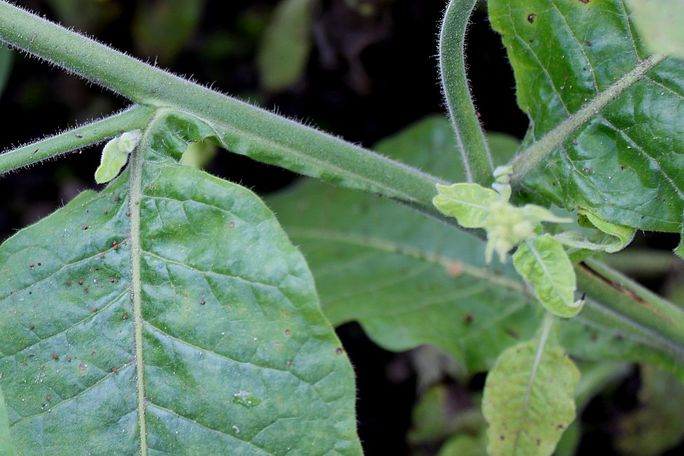 Image of Nicotiana langsdorffii specimen.